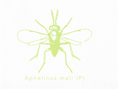 aphelinus